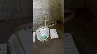 अद्भुत नागिन का बाथरूम में क़ब्ज़ा 🐍😱amazing snake in bathroom 😰 #youtube #shorts