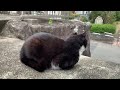 お墓でのんびり過ごしてるマイペースなハチワレ猫。a laid back tuxedo cat relaxing at a cemetery.