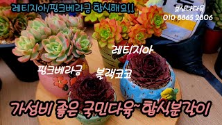 국민다육 레티지아 핑크베라금 합식해요!! 젤리블랙코코는 따로따로!!