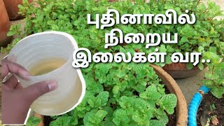 Tips to get lots of LEAVES in PUDINA