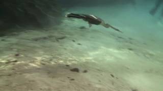 Anhinga and Cormorant swimming underwater.