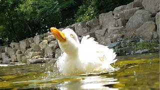 계곡에 놀러와 너무 행복한 오리 / Happy Duck In Stream!