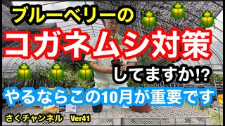 【ブルーベリーの害虫対策】簡単に栽培から収穫まで楽しめる初心者向けの植物です。ただし10月はコガネムシが発生するので必ずその対策を!さくチャンネルVer41【園芸】【ブルーベリー】【病害虫】【初心者】