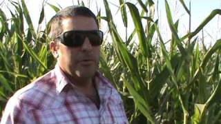 How pests are controlled in the corn field