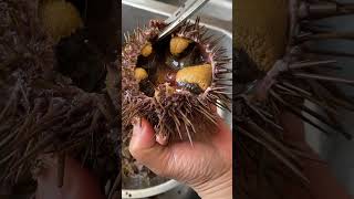 How to open live sea urchins? 如何開海膽？