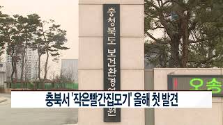 [CCS종합뉴스] 충북서 ‘작은빨간집모기’ 올해 첫 발견