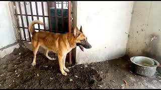 TUNAUZA MBWA WA KISASA WA ULINZI | WE SELL SECURITY DOG