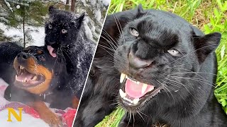 Black Panther and Rottweiler Best Friends