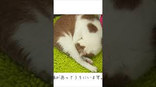 猫の紫(むらさき)とハリネズミのユメ #ねこ #ハリネズミ