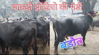 बड़ौत पशु मंडी ||  बाकड़ी भेसौ की पैठ || Badaut Pashu Mandi || Pashu Hatwara || Murra Jhoti || jhote