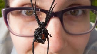 The bizarre mating behaviours of male black widow spiders