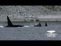 Killer Whales Attack Pod of Narwhal | Nature on PBS