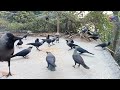 Crows fight for food Crow Sound part 95 কাকের ডাক