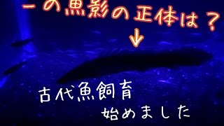 まるで恐竜！？古代魚紹介！かっこいい古代魚の飼育、始めました