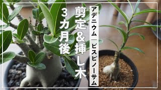 【塊根植物】アデニウム／ビスピノーサムの剪定＆挿し木②｜３カ月後の成長記録