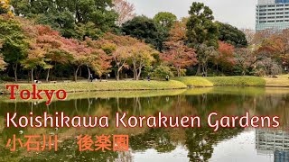 Koishikawa Korakuen Gardens Autumn Foliage