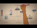 animation promoting accountability in agricultural investment chains