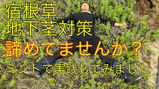 ㉑畑のミントなど宿根草に困ったとき 2023.6.4