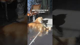 🐶：我不用上班也不用上学 萌宠出道计划 狗狗 萌宠 金毛 养狗的乐趣