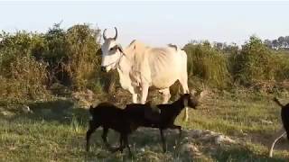 Funny Baby Goats Compilation