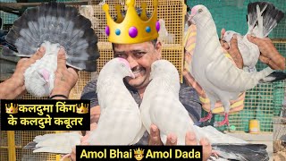 Amol Bhai👑Kalduma King👑Ne🤩1st Tarik Ko🥳1 Number🤩Kaldume Top Quality Ke Kaldume Kabootar Lekar Aaye.🤩