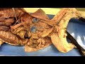 cat dissection overview