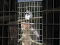 shorts ワオキツネザル　千葉市動物公園　2022年8月21日