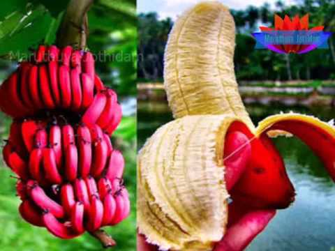 Health benefits of Red banana | Health tips in Tamil Health benefits of Red banana | Health tips in Tamil