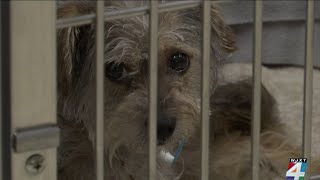 Florida animal welfare organizations rescued 25 dogs living outside a property in Hamilton County