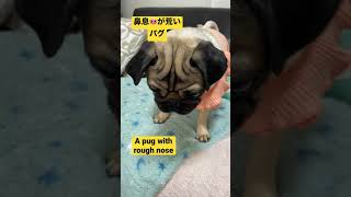 【pug】鼻息🐽が荒いパグ【パグ】#pug #パグ