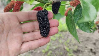 mulberry grafting development during the season