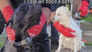 I Gave My Two Furry Friends a Refreshing Outdoor Bath! 🐶 🌞