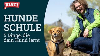 Hundeschule – 5 wichtige Übungen | RINTI