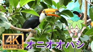 「のいち動物園」オニオオハシ　４Ｋ　解説付き　\