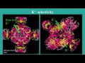 Voltage Gated Potassium Ion Channels