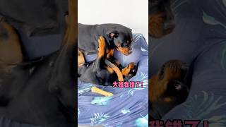 幺鸡：姐就是女王，自信放光芒 #一坨 #rottweiler #罗威纳 #罗威纳护卫犬 #pets #funny #萌宠 #向威