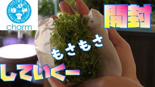 【アクアリウム】チャームさんからの開封動画（室内ビオやら水槽やら水草やら）