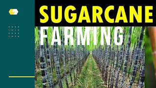 High Profit 🌿Sugar Cane Farming