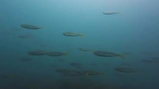 FREE-DIVE Sand Steenbras are chasing Horse Mackerels (Mırmırlar İstavritlerin Peşine Düşmüş)