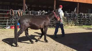 Sold 415- horse mule