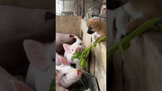 Puppy and pigs . A beautiful moment #739  - #shorts