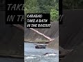 carabao having bath in the river animal matter love youtubeshorts