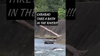 Carabao having bath in the River!  #animal #matter #love #youtubeshorts