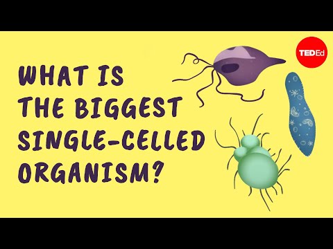 Is Elephant a unicellular?