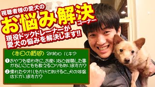 【愛犬のお悩み解決コーナー】おやつを使わずに、お座りなど経験した事がないことをを教えるコツをありますか？濡れたタオルをかけてあげると、犬の体温は下がりますか？