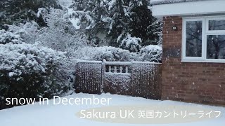 Sakura UK -  snow in December ... 雪で目覚めた朝