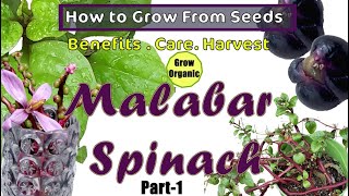 How to Grow Malabar Spinach From Seeds |SUPERFOOD| Poi Saag| Basella Rubra