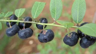 ছিটকি/পানিছটকি/পানজুলি/পানকুশি গাছ || Chitki/Roast Potato Plant