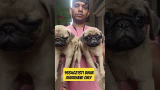 pug in low price | cheapest Dog in patna