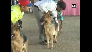 Chennai witnesses 109th dog show